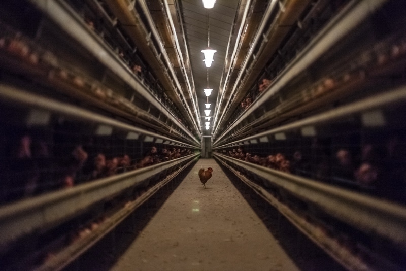 Oeufs contaminés : l’agrobusiness nous empoisonne !