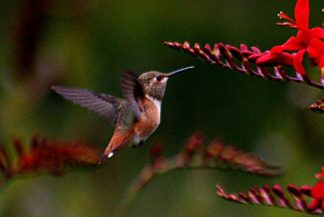 https://commons.wikimedia.org/wiki/File:Hummingbird-colibri.jpg?uselang=fr